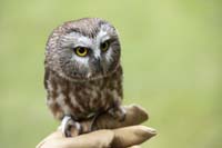 Saw-whet Owl perched on gloved hand with light green background.